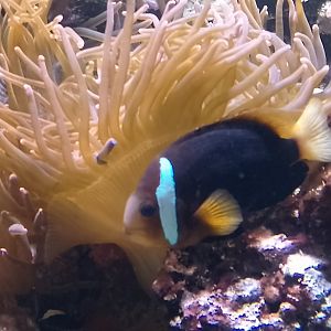 Tomato clownfish
