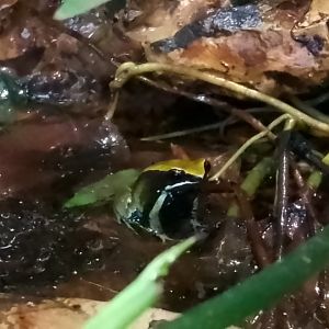 Green golden frog