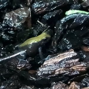 Blue-legged mantella