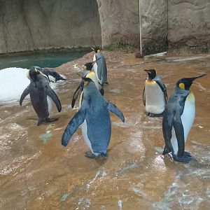 King penguins