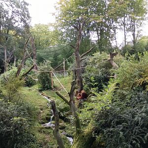 Orangutan outdoor enclosure