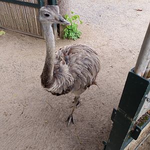Greater rhea