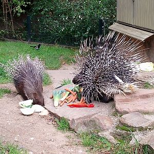 Indian crested porcupines