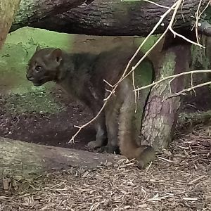 Jaguarundi