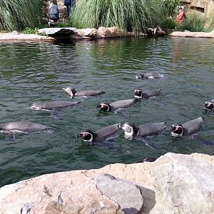 Humboldt penguins