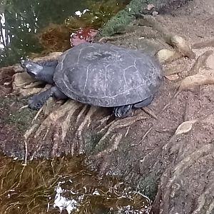 Yellow-spotted Amazon river turtle