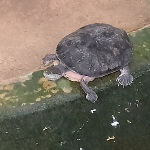 Hilaire's side-necked turtle