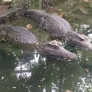 Smooth-fronted caimans