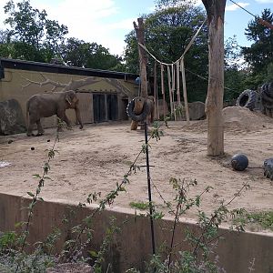 Elephant exhibit
