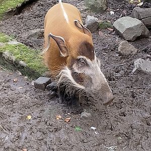 Red river hog