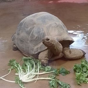 Aldabra giant tortoise
