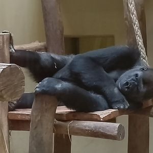 Western lowland gorilla