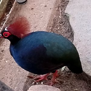 Crested wood partridge