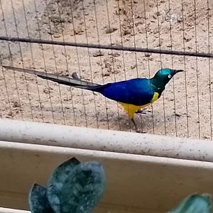 Golden-breasted starling
