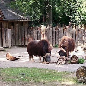 Greenland musk oxen
