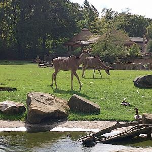 Greater kudu