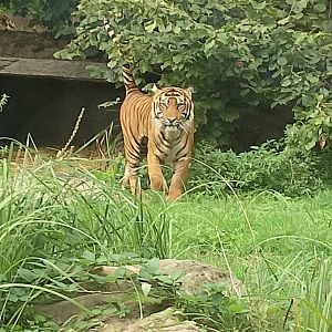 Sumatran tiger