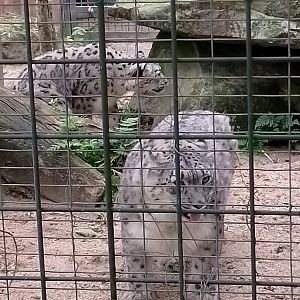 Snow leopards