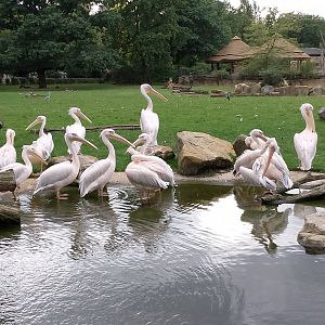Great white pelicans