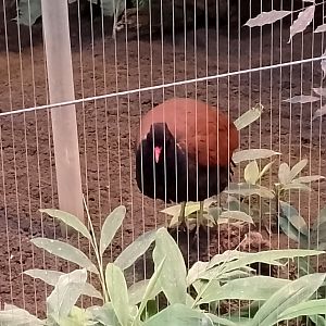 White-naped pheasant-pigeon