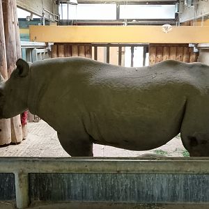 Eastern black rhino