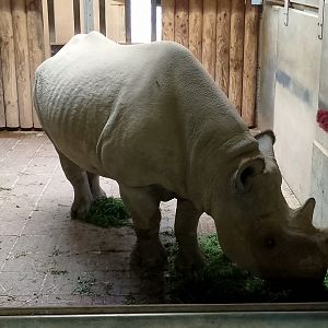 Eastern black rhino