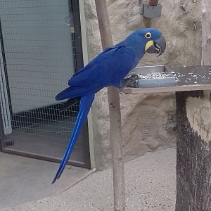 Hyacinth macaw