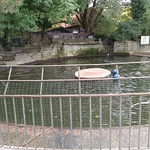 California sea lion pool