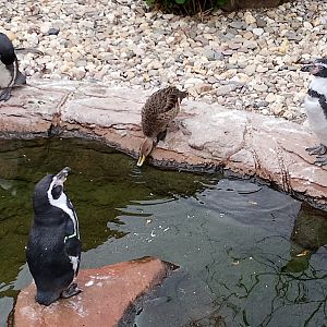 Penguins and pintail