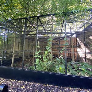 Cotton top tamarin enclosure