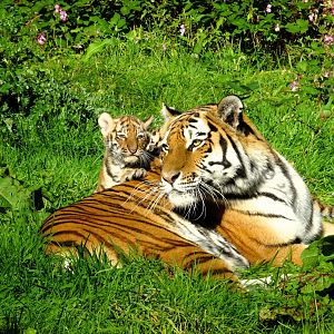 Amur tiger, Yuki with one of her cubs