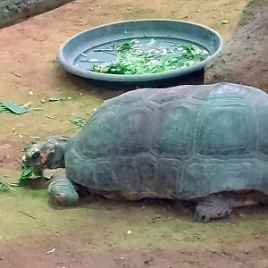 Red-footed tortoise
