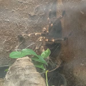 Whitebanded tarantula