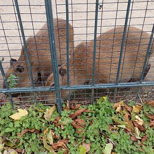 Capybaras