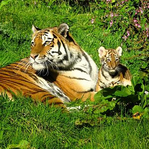 Amur tiger, Yuki with the second of her cubs