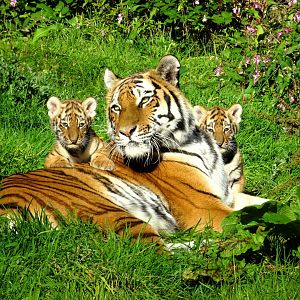Amur tiger, Yuki with both of her cubs