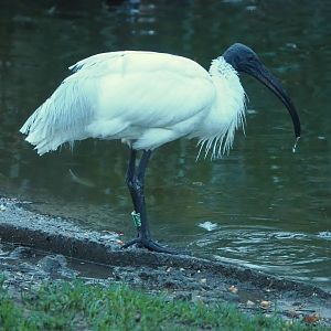 Black-headed ibis  (Threskiornis melanocephalus), 2024-01-01
