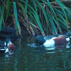 Northern shovelers (Spatula clypeata), 2024-01-01