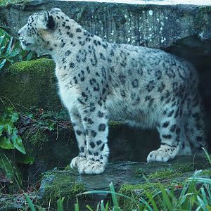 Snow leopard (Panthera uncia), 2024-01-01