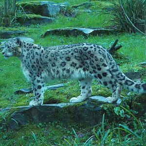 Snow leopard (Panthera uncia), 2024-01-01
