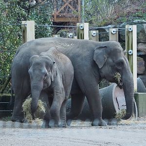 Asian elephants (Elephas maximus), 2024-01-01