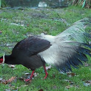 Brown eared pheasant (Crossoptilon mantchuricum), 2024-01-01