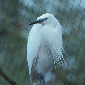 Little egret (Egretta garzetta garzetta), 2024-01-01