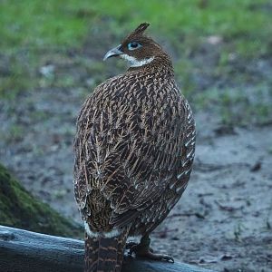 Female Himalayan monal (Lophophorus impejanus), 2024-01-01