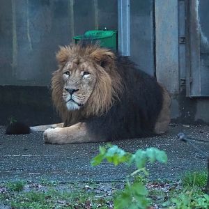 Asiatic lion (Panthera leo persica), 2024-01-01