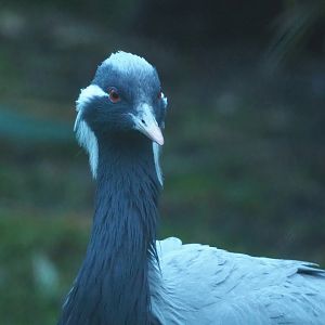Demoiselle crane (Anthropoides virgo), 2024-01-01