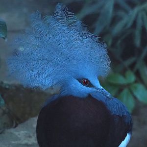 Sclater's crowned pigeon (Goura sclateri), 2024-01-01