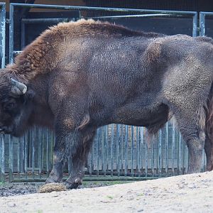 Wisent (Bison bonasus), 2024-01-01