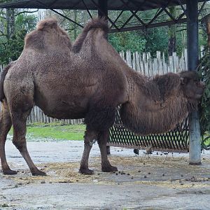 Domestic Bactrian camel (Camelus bactrianus) with Christmas tree, 2024-01-01