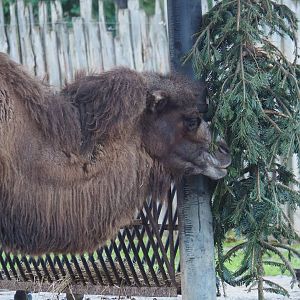 Domestic Bactrian camel (Camelus bactrianus) with Christmas tree, 2024-01-01